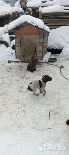 Щенки дратхара