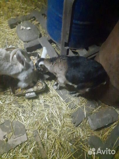 Коза дойная