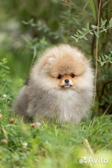 Шикарный щенок шпица