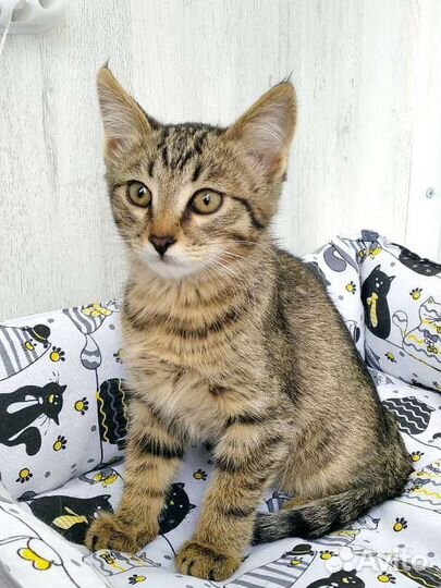 Шпротик- котенок мальчик 3,5 месяца