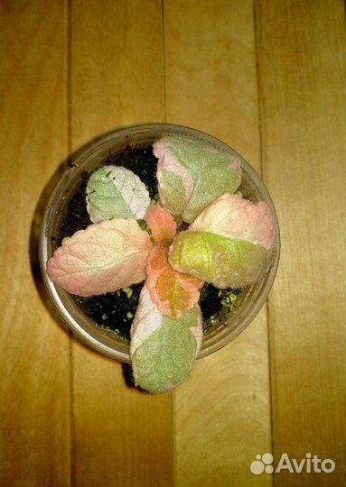 Хойи, эпипремнумы, филодендроны, эписции, др