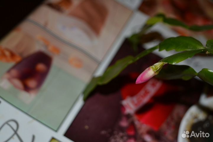 Рео трехцветный