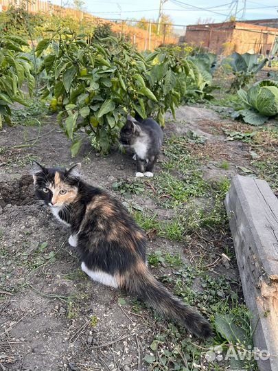 Котята в добрые руки