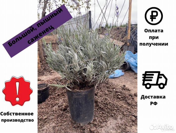 Лаванда саженцы