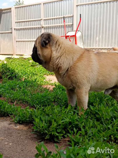 Золотые мопсы