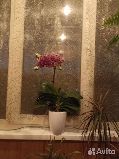 Орхидея дикий кот