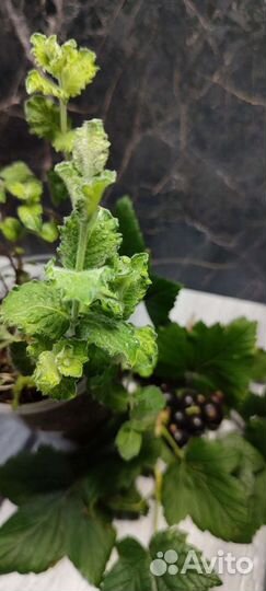 Коллекционные сорта мяты