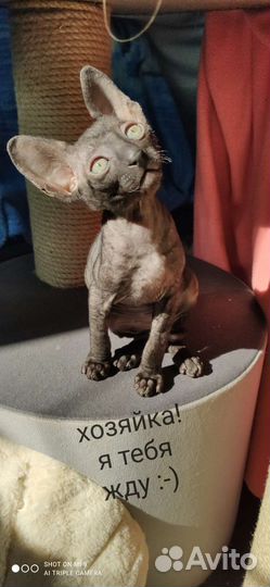 Котята корниш-рекс