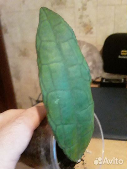 Хойи укорененные. Часть 3