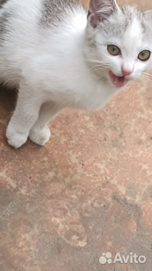 Котенок в добрые руки