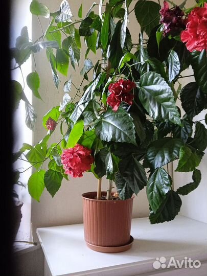 Гибискус китайская роза