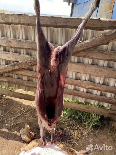 Мясо баранина свежая