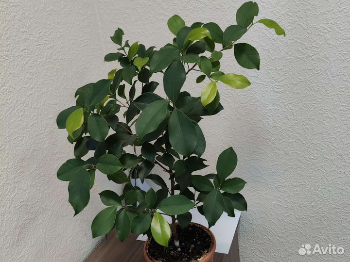 Фикус микрокарпа