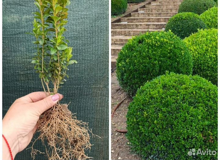 Самшит саженцы