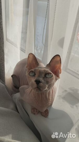 Сфинкс бамбино