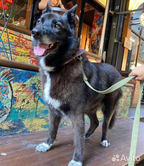 Собака ищет дом