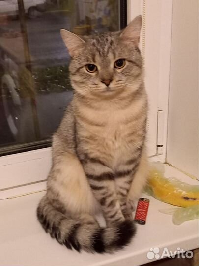 Самый лучший кот