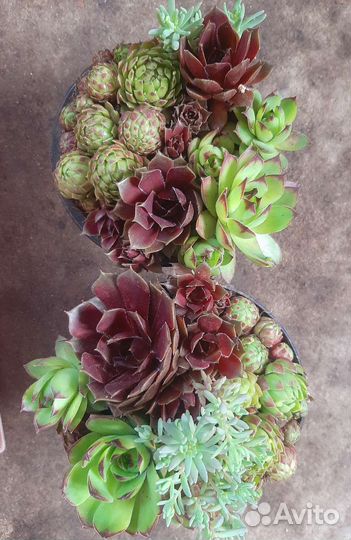 Молодило(каменная роза)