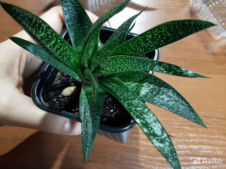 Комнатные цветы