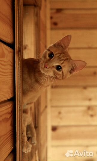 Рыжий котенок в добрые руки