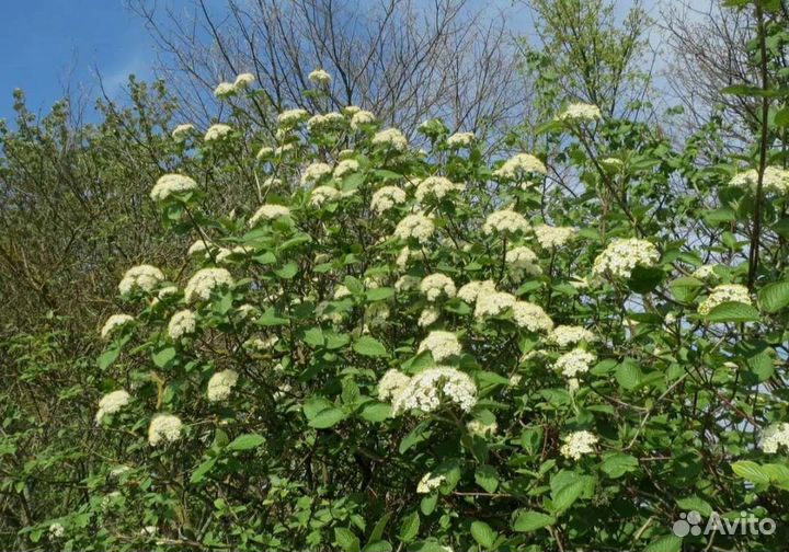 Калина гордовина