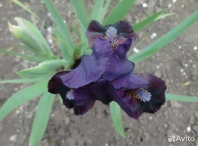Ирисы карликовые