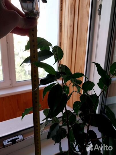 Фикус бенджамина