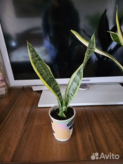 Сансевиерия сортовые коллекционные