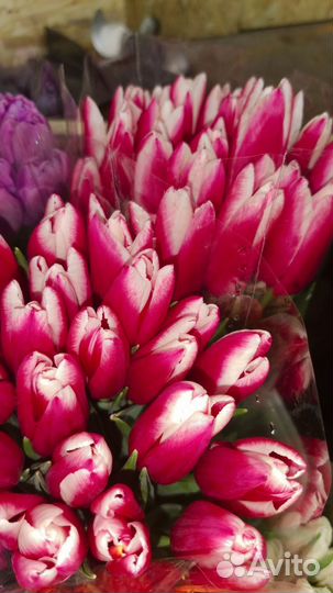 Тюльпаны к 8 марта Краснодарский крупные