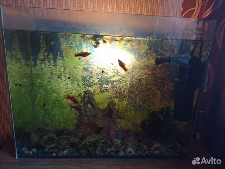 Аквариум с рыбками