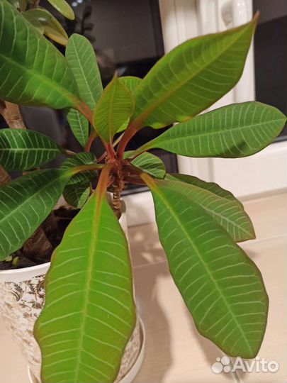 Комнатные растения