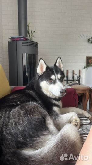Собака в добрые руки хаски молодая