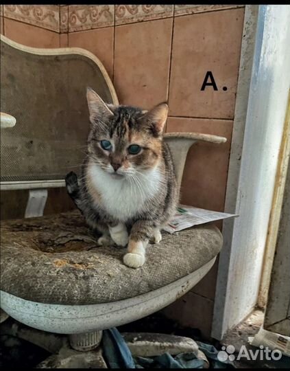 Кошки ищут дом