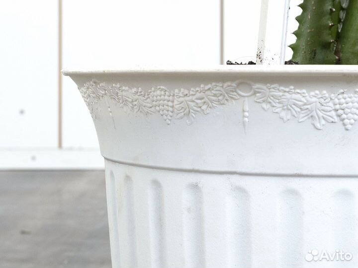 Кактус Молочай