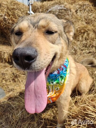 Щенки до года с приюта