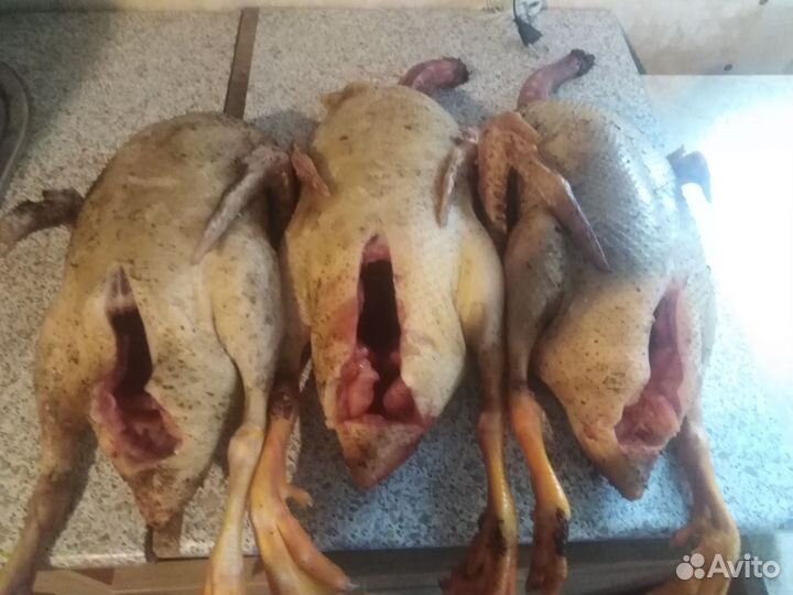 Утка домашняя