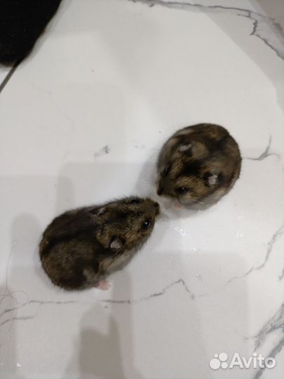 Джунгарский хомяк бесплатно