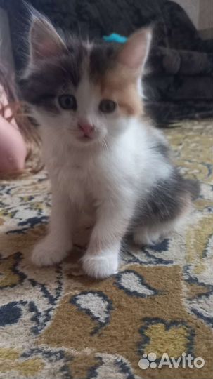 В добрые руки кошечка