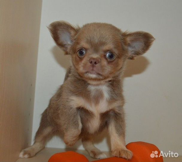 Чихуахуа курносые, лиловые малыши