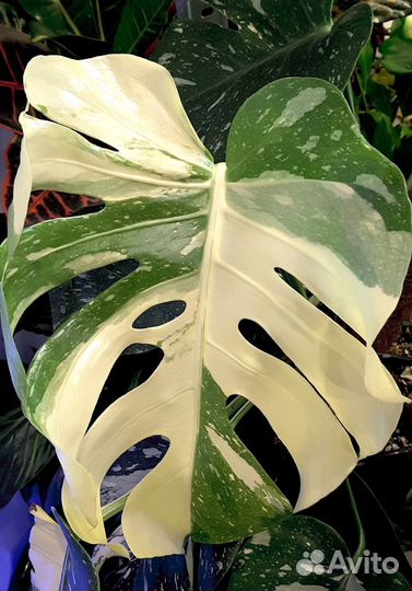 Монстера Creme brulee (Крем-брюле)