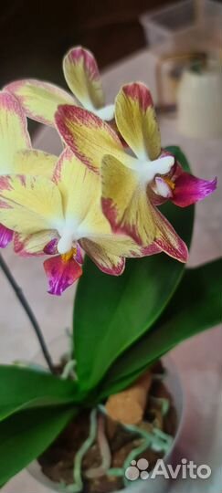 Орхидея фаленопсис Папагайо (Papagayo)