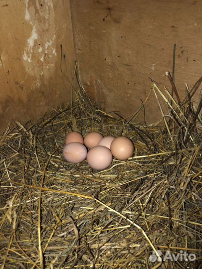 Инкубационное яйцо кур несушек