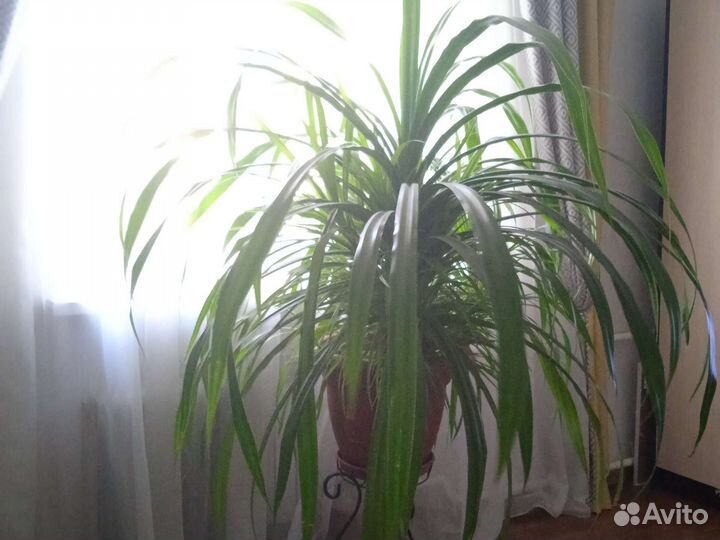 Пальма панданус