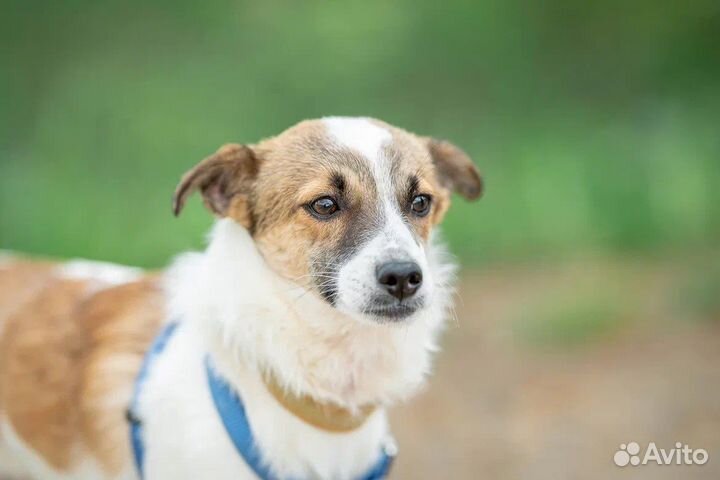 Маленькая собака в добрые руки