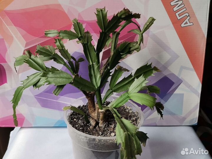 Каланхоэ, толстянка, декабрист, санса, эуфорбия