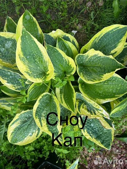 Хоста растение набор