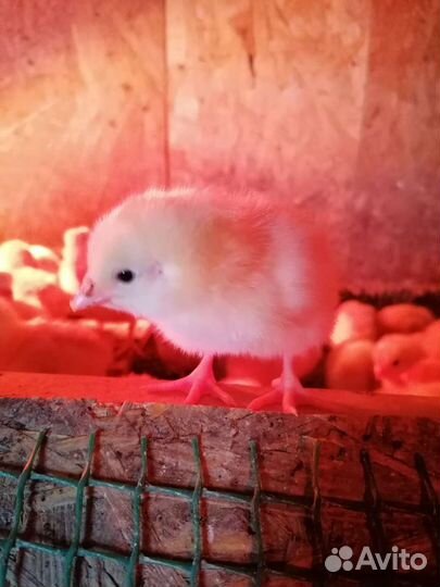 Цыплята бройлеров Коб 500, Росс 308 Чехия