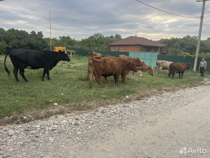 Коровы стельные