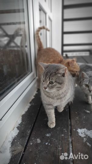 Котята отдам в добрые руки бесплатно