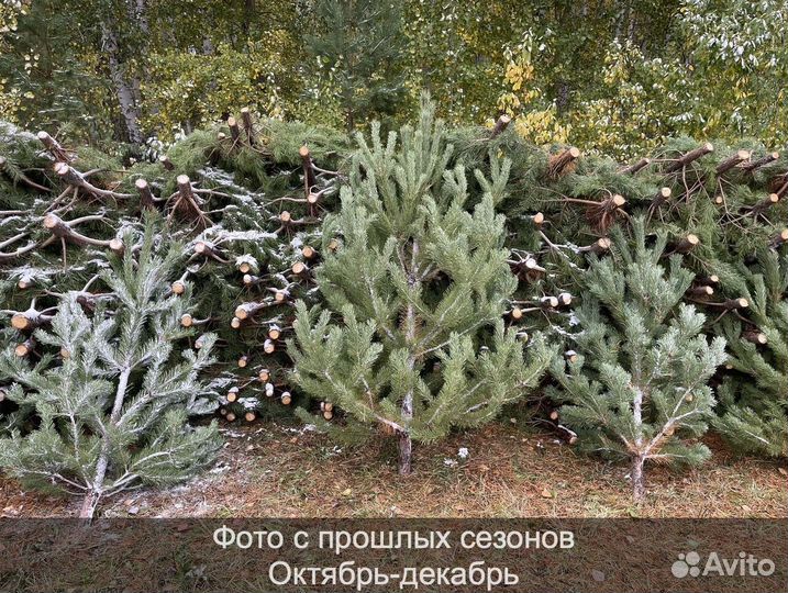 Сосна сентябрьская пушистая опт